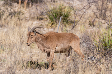 Female barabary bighorn sheep in carlsbad cavern national park