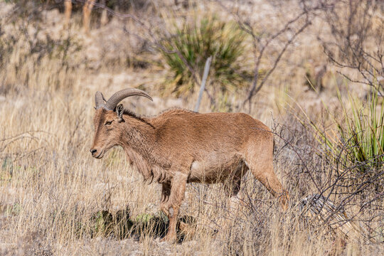 Female barabary bighorn sheep in carlsbad cavern national park