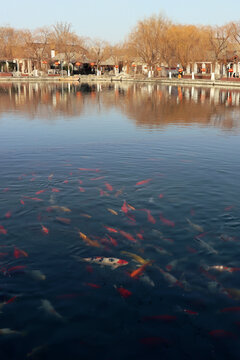 Koi carp swimming under the pond, photographed in Jinan, Shandong, China