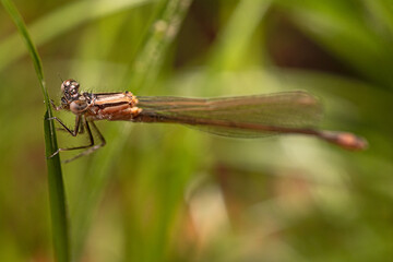 Nimfa stawowa (Enallagma cyathigerum, Common blue damselfly) © Ania Burczyńska