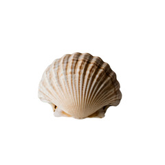 Obraz premium TRANSPARENT PNG ULTRA HD 8K A delicate seashell, its intricate patterns and gentle curves are a testament to the artistry of nature's hand