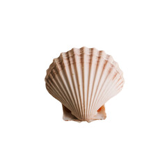 Obraz premium TRANSPARENT PNG ULTRA HD 8K A delicate seashell, its intricate patterns and gentle curves are a testament to the artistry of nature's hand