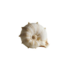 TRANSPARENT PNG ULTRA HD 8K A delicate seashell, its intricate patterns and gentle curves are a testament to the artistry of nature's hand