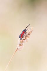 some butterflies camouflage themselves by trying to go unnoticed. Others like this Zygaena use colors to get noticed to make predators understand that it is not afraid, because if it is eaten it will 
