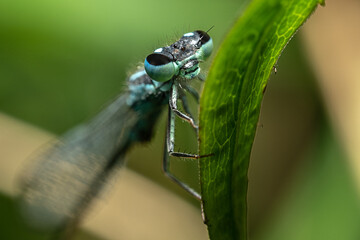 Łątka dzieweczka (Coenagrion puella, Azure damselfly) © Ania Burczyńska