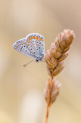 Polyommatus icarus resting on a plant under the sun of Rome 