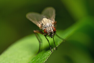 Mucha © Ania Burczyńska