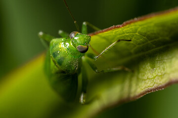 Zmienik pokrzywiak (Lygocoris pabulinus, Common green capsid) © Ania Burczyńska