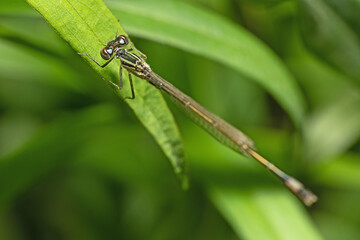 Nimfa stawowa (Enallagma cyathigerum, Common blue damselfly)