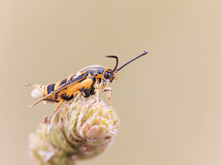 synanthedon, little butterfly ,warms its wings under the sun