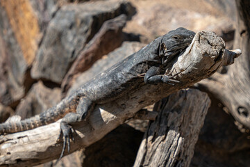 Black lizard