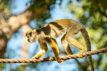 Monkey golden