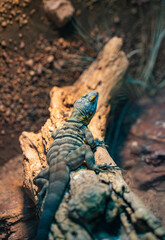 Blue lizard