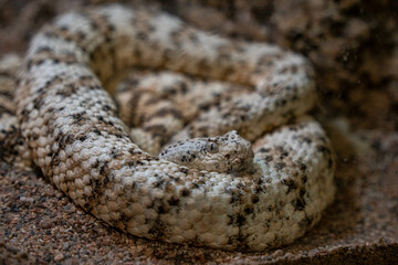 White desert snake