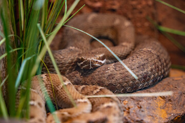 desert snake