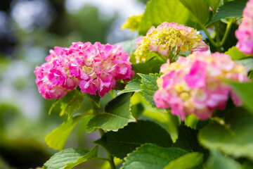 A hydrangea flower at the garden in the public park front blur