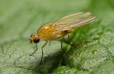 Błotniszka czosnkówka (Suillia lurida) © Ania Burczyńska