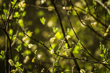 Brimestone butterfly sitting on a blossom of a tree in spring