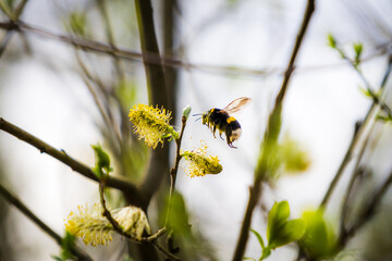 Bumblebee hovering next to a blossom of a tree in spring