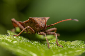 Wtyk straszyk (Coreus marginatus, Dock bug)