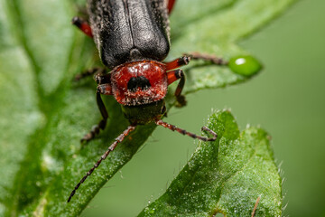 Omomiłek szary (Cantharis fusca, Soldier beetle) © Ania Burczyńska