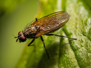 Mucha © Ania Burczyńska