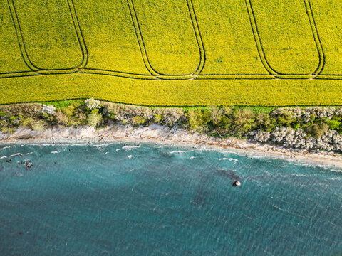 Top down landscape view of blooming rape field and next to it the blue ocean in northern Germany at the baltic sea
