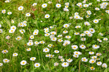 Chamomile flowers grow on green grass