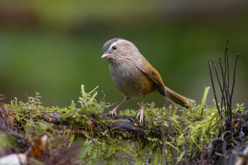 Danis' Nontimalia perched on a moss-covered branch