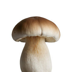 TRANSPARENT PNG ULTRA HD 8K Single whole mushroom on a transparent background, its smooth cap and sturdy stem emphasizing its solid form