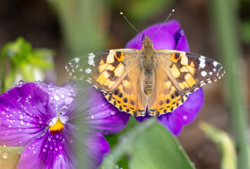 Butterfly on a purple flower. Close-up