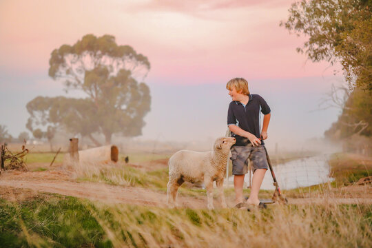 Twilight portrait image of young boy riding scooter in country setting with pet sheep