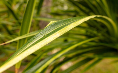 Drops of water on green leaves in nature