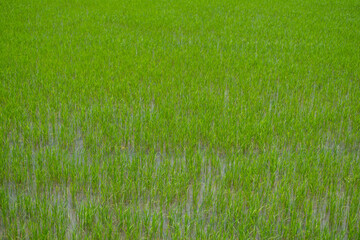 Fototapeta premium Green rice field agriculture area in Thailand
