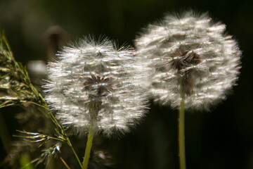 Faded dandelions (taraxacum) with seeds in spring in Ukraine