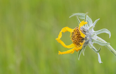 A withering yellow wildflower begins to loose its petals against a soft green background intentionally offset in the frame to provide copy space.
