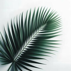 Obraz premium palm leaf background