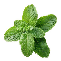 Mint leaves Mint leaves isolated on white background