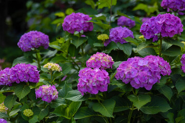 Obraz premium A hydrangea flower at the garden in the public park