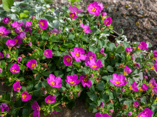 Sutera or Bacopa cordata purple flowers. Ornamental bacopa pink flowers in the garden. Blossoming bacopa monnieri in the garden 