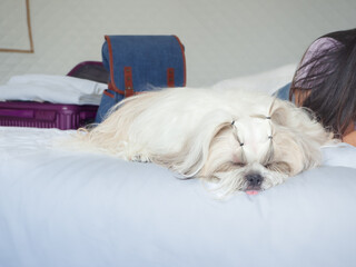 Shih Tzu dog sleeping near suitcase with clothes, waiting for the owners to leave on vacation or travel.