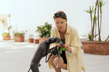 Close up of a responsible woman cleaning after her dog. Owner cleaning after his pet. Friendship, walk, pets. Italian Greyhound. part of the series