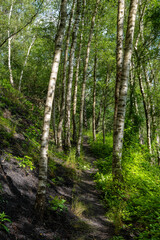 footpath in the woods