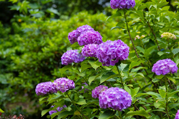 A hydrangea flower at the garden in the public park
