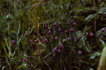 Spring garden plants on 35mm film