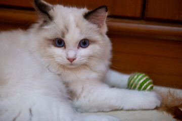 Cute, small Ragdoll cat. 4 months old