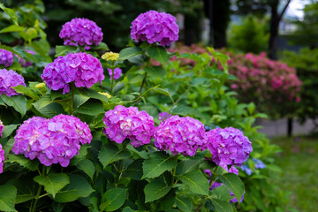 A hydrangea flower at the garden in the public park medium shot