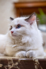 Cute, small Ragdoll cat. 4 months old