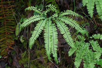 Closeup on the fresh green leaves of the Western of Aleutian maidenhair fern, Adiantum aleuticum in an Oregon forrest, USA