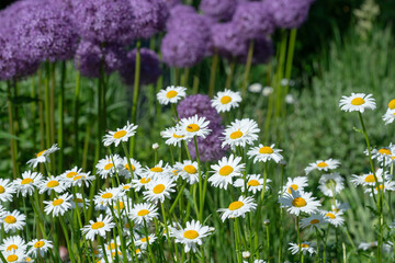 white daisies and defocused globe allium blossoms in spring